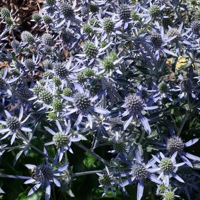 Kruisdistel - Eryngium planum 'Blue Hobbit'