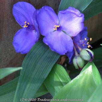 Tradescantia andersoniana