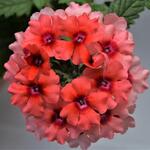 Verbena ESTRELLA 'Lobsterfest' - IJzerhard