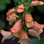 Digitalis x valinii 'ILLUMINATION Apricot' - Vingerhoedskruid