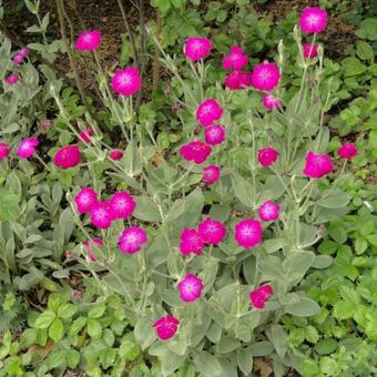 Lychnis coronaria 'Atrosanguinea'