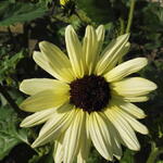 Helianthus debilis 'Vanilla Ice' - Zonnebloem