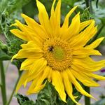 Helianthus annuus 'Zebulon' - Zonnebloem, gewone zonnebloem