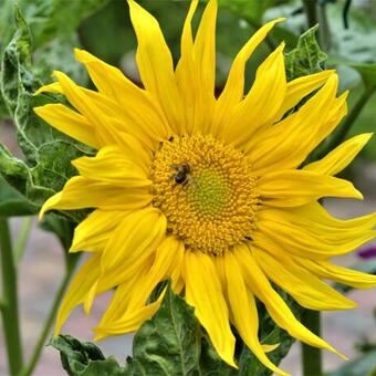 Helianthus annuus 'Zebulon'