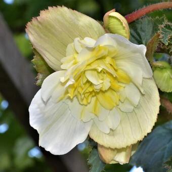 Begonia pendula (wit)