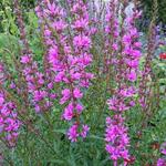 Lythrum salicaria 'Robin' - Kattenstaart - Lythrum salicaria 'Robin'