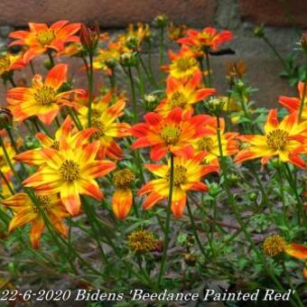 Bidens 'Beedance Painted Red'