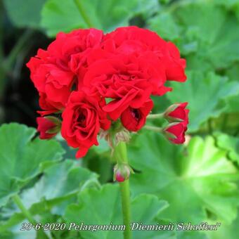 Pelargonium 'Diemierii Schafferi'