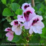 Pelargonium 'BELLA DONNA ANGEL Indy' - Franse geranium