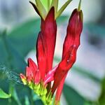 Spigelia marilandica 'Little Redhead' - Vuurgentiaan