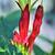 Spigelia marilandica 'Little Redhead'