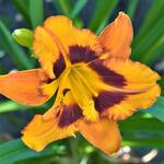 Hemerocallis ‘Raging Tiger’ - Daglelie