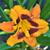 Hemerocallis ‘Raging Tiger’