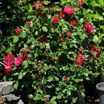 Rosa 'Duftwolke'