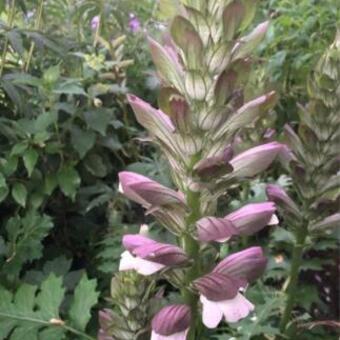 Acanthus spinosus