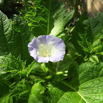 Nicandra physalodes 'Alba'