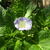 Nicandra physalodes 'Alba'