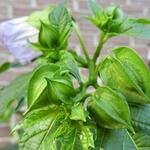 Nicandra physalodes 'Alba' - Zegekruid