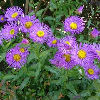 Erigeron 'Dunkelste Aller'