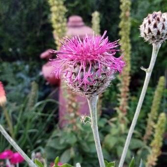 Centaurea atropurpurea