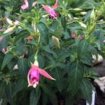 Fuchsia 'Fairy Lights' - Bellenplant