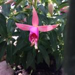 Fuchsia 'Fairy Lights' - Bellenplant