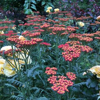 Achillea millefolium 'Safran'