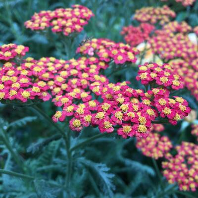 Duizendblad - Achillea millefolium 'Safran'