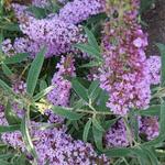 Buddleja alternifolia 'Unique' - Vlinderstruik