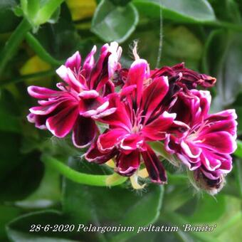 Pelargonium peltatum 'Bonito'