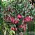 Fuchsia 'Wilma Versloot'