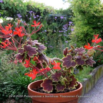 Pelargonium x hortorum 'Vancouver Centennial' (stellar type)