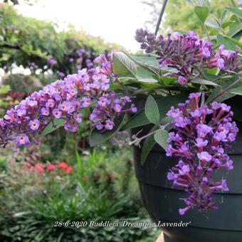 Buddleja 'Dreaming Lavender'