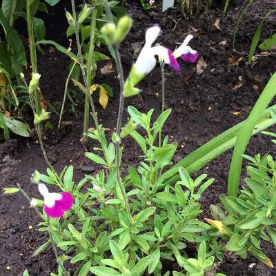 Salie - Salvia x jamensis 'Amethyst Lips'