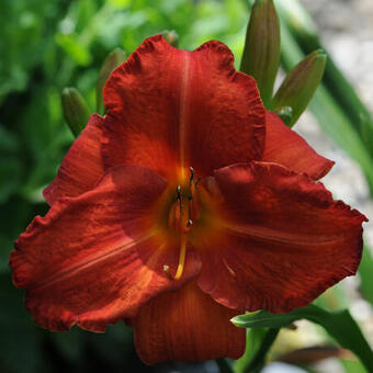 Hemerocallis 'Mozes' Fire '