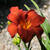 Hemerocallis 'Mozes' Fire '