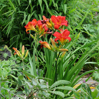 Hemerocallis 'Mozes' Fire '