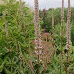 Veronicastrum virginicum 'Erika' - Virginische ereprijs - Veronicastrum virginicum 'Erika'