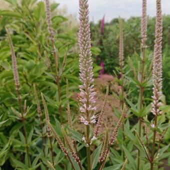 Veronicastrum virginicum 'Erika'