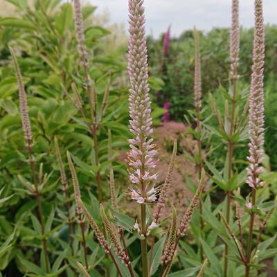 Virginische ereprijs - Veronicastrum virginicum 'Erika'