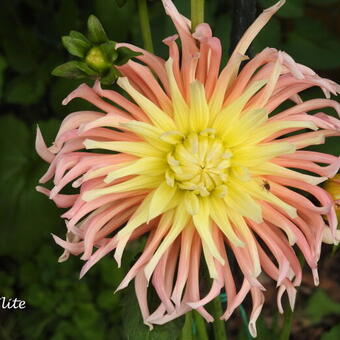 Dahlia 'Star Elite'