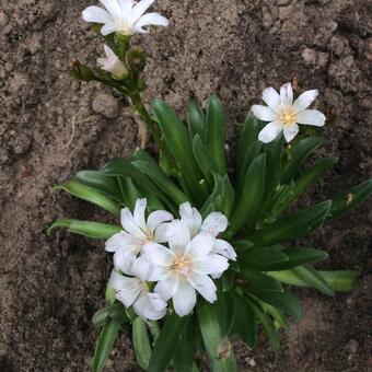 Lewisia longipetala 'LITTLE Snowberry'