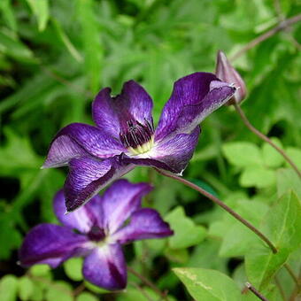 Clematis 'Super Nova'