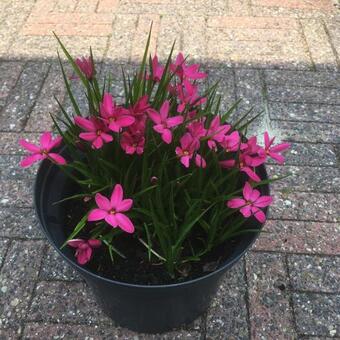 X Rhodoxis 'Mrs. Betsy'