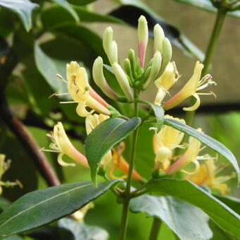 Lonicera henryi 'Copper Beauty'