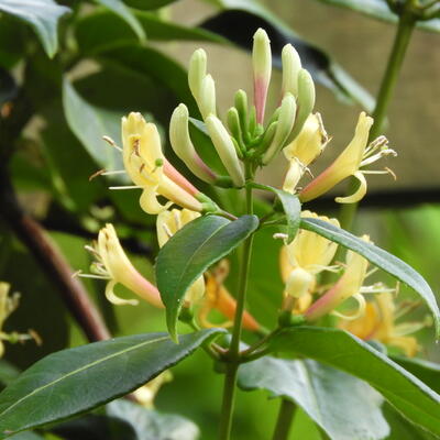 Bosrank - Lonicera henryi 'Copper Beauty'