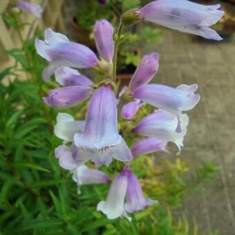 Penstemon 'Sour Grapes'