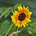 Helianthus annuus 'Baby Face' - Zonnebloem, dwergzonnebloem