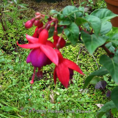 Bellenplant - Fuchsia 'Tom Thumb'