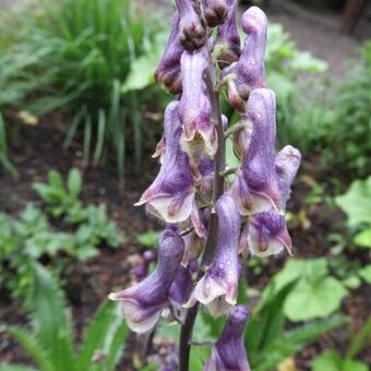 Aconitum 'Purple Sparrow'